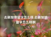 去新加坡留学怎么样,去新加坡留学怎么样啊