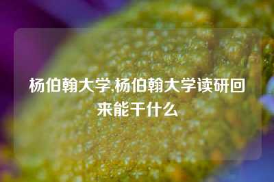 杨伯翰大学,杨伯翰大学读研回来能干什么